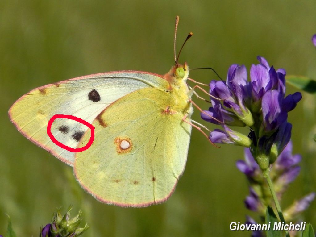 Cfr. Colias alfacariensis e Colias crocea f. helice